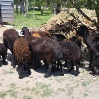 ۷راس میش جوان اصیل،گوسفندبابره