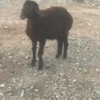 بره نر و ماده آذوقه خور