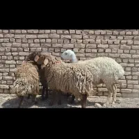 فروش ۴ راس بره