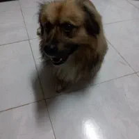 واگذاری سگ|سگ|رشت, لاکان شهر|دیوار