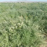 شاه تره