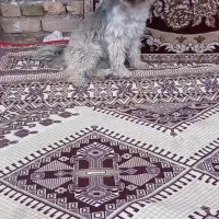 سگ پاکوتاه