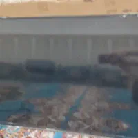 تلوزیون