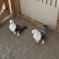 یک جفت کبوتر ساتن طاووسی