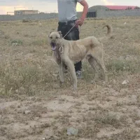 سگ گله ای
