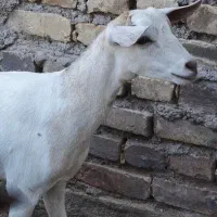 بز صلاله اصل وارداتی