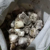 موسیر