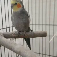 عروس هلندی نر