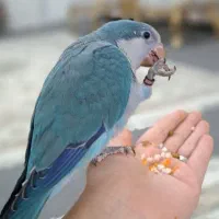 جفت راهب دستی