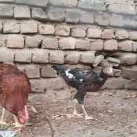 جوجه لاری اوشامو
