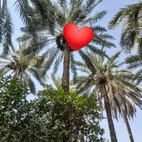 درخت گرازی و خوشه بندی
