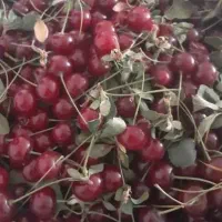آلبالو رسمی
