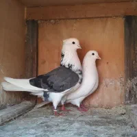 کبوتر پروازی به شرط