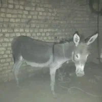 خر ماده