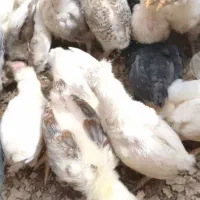 جوجه گلین و سلطان