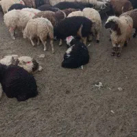 فروش بره نر ماده سبک سنگین