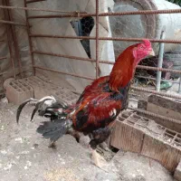 خروس لاری نژاد قصاب