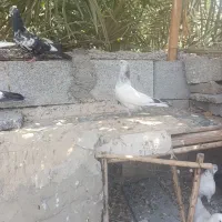 کبوتر