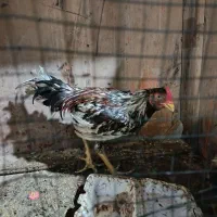 خروس|حیوانات مزرعه|قشم, |دیوار