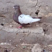 سینه ایی معاوضه با دوماده زرد دم سفید