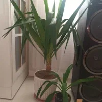 گل طبیعی یوکا