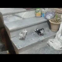 قره و ابی شیخی مایا