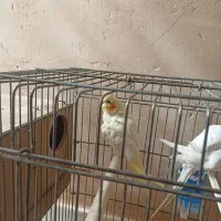 عروس هلندی