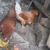 مرغ تخمی
