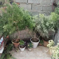 گل شوییدی