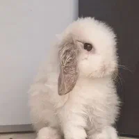 خرگوش لوپ