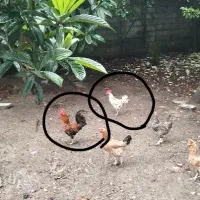 خروس جوان