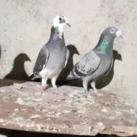 دوجفت  نرماده