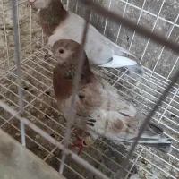 کبوتر کوهی دورگ