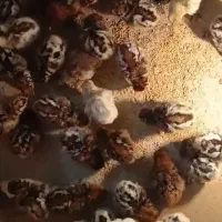 جوجه براکل ۴،۵روزه