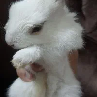 بچه خرگوش غذاخور
