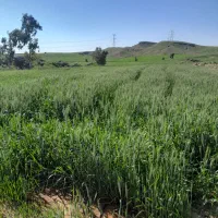 فروش چوب درخت اکلوبتوس