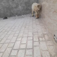 بره‌نر|لوازم جانبی حیوانات|مرودشت, بیست متری بیمارستان|دیوار