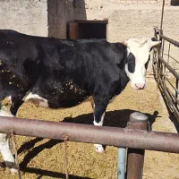 سلام گوساله ماده جنس اصیل هم داشتی هم کشتار