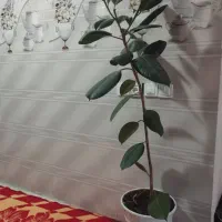 گل فیکوس