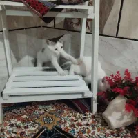 گربه