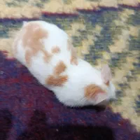 همستر بازیگوش