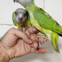 سنگال خورشیدی گرینچیک