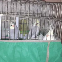 پرنده زینی، عروس هلندی