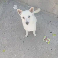 سگ بازیگوش|سگ|رودان, |دیوار