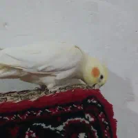 دو عدد عروس هلندی