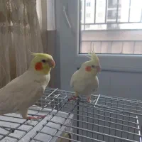 عروس هلندی نر و ماده