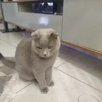 گربه اسکاتیش