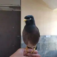 مرغ مینا