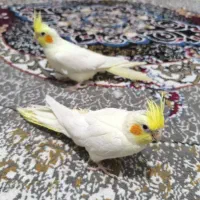 فروش عروس هلندی