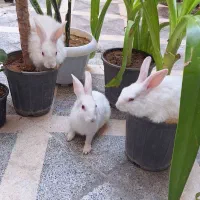 خرگوش